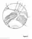Fig. 09 - Twin Loop Hair Extension