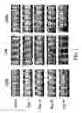 Fig. 02 - Composition comprising decanal or as active ingredients for preventing hair loss or stimulating hair growth