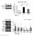 Fig. 06 - Composition comprising decanal or as active ingredients for preventing hair loss or stimulating hair growth
