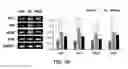 Fig. 07 - Composition comprising decanal or as active ingredients for preventing hair loss or stimulating hair growth