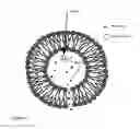 Fig. 02 - Methods and compositions for X-ray induced release from pH sensitive liposomes