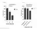 Fig. 22 - Treating atherosclerosis by removing senescent foam cell macrophages from atherosclerotic plaques