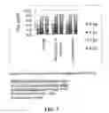 Fig. 08 - Theacrine-based supplement and method of use thereof in a synergistic combination with caffeine