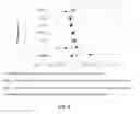 Fig. 12 - Theacrine-based supplement and method of use thereof in a synergistic combination with caffeine