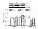 Fig. 01 - Compositions and methods for treating striated muscle injury, treating striated muscle atrophy and/or for promoting striated muscle growth