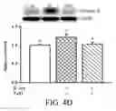 Fig. 06 - Compositions and methods for treating striated muscle injury, treating striated muscle atrophy and/or for promoting striated muscle growth