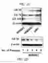 Fig. 09 - High telomerase activity bone marrow mesenchymal stem cells, methods of producing the same and pharmaceuticals and treatment methods based thereon