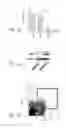 Fig. 12 - High telomerase activity bone marrow mesenchymal stem cells, methods of producing the same and pharmaceuticals and treatment methods based thereon