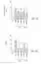 Fig. 34 - High telomerase activity bone marrow mesenchymal stem cells, methods of producing the same and pharmaceuticals and treatment methods based thereon