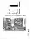 Fig. 41 - High telomerase activity bone marrow mesenchymal stem cells, methods of producing the same and pharmaceuticals and treatment methods based thereon