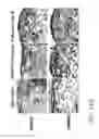 Fig. 43 - High telomerase activity bone marrow mesenchymal stem cells, methods of producing the same and pharmaceuticals and treatment methods based thereon