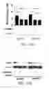 Fig. 44 - High telomerase activity bone marrow mesenchymal stem cells, methods of producing the same and pharmaceuticals and treatment methods based thereon