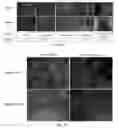 Fig. 05 - VIABLE LYOPHILIZED COMPOSITIONS DERIVED FROM HUMAN TISSUES AND METHODS OF MAKING THE SAME
