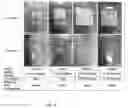 Fig. 06 - VIABLE LYOPHILIZED COMPOSITIONS DERIVED FROM HUMAN TISSUES AND METHODS OF MAKING THE SAME