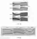 Fig. 41 - VIABLE LYOPHILIZED COMPOSITIONS DERIVED FROM HUMAN TISSUES AND METHODS OF MAKING THE SAME