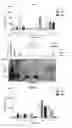 Fig. 08 - Lactococcus lactis producing TSLP or IL-25 and their uses as probiotics and therapeutics