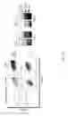 Fig. 08 - CD5 chimeric antigen receptor for adoptive T cell therapy
