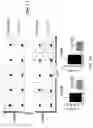 Fig. 40 - CD5 chimeric antigen receptor for adoptive T cell therapy