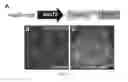 Fig. 09 - COMPOSITIONS AND METHODS FOR SPINAL CORD REGENERATION
