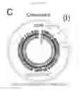 Fig. 15 - Compositions and methods of treating neurological disorder and stress-induced conditions