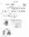 Fig. 18 - Compositions and methods of treating neurological disorder and stress-induced conditions