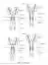 Fig. 24 - NUCLEIC ACID CONSTRUCT FOR EXPRESSING MORE THAN ONE CHIMERIC ANTIGEN RECEPTOR