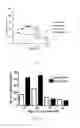 Fig. 06 - Superovulation in mice comprising administration of anti-inhibin serum and equine chorionic gonadotropin