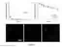 Fig. 05 - Injectable and stable hydrogels with dynamic properties modulated by biocompatible catalysts
