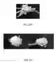 Fig. 08 - CONSISTENT CALCIUM CONTENT BONE ALLOGRAFT SYSTEMS AND METHODS