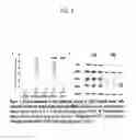 Fig. 04 - Methods for therapeutic targeting of circulating tumor cells during hemodialysis