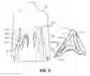 Fig. 08 - Methods and devices for neuromodulation of the adrenal gland