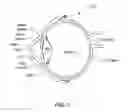 Fig. 02 - OPTICAL SYSTEM FOR NONPHARMACOLOGIC CONSTRICTION OF A PUPIL