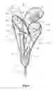 Fig. 07 - Headcovers having a pull strap and methods for manufacturing the same