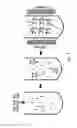 Fig. 03 - Affinity cell extraction by acoustics