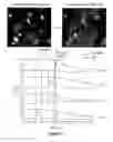Fig. 09 - Method for lysing a single cell in a solid tissue