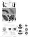 Fig. 10 - Composition, particulate materials and methods for making particulate materials