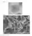 Fig. 03 - Fibrous carbon nanohorn aggregate and method for producing the same