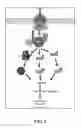 Fig. 02 - Substituted benzimidazole and substituted benzothiazole inhibitors of transforming growth factor-β kinase and methods of use thereof
