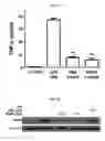 Fig. 08 - Hydrogen peroxide-activable, anti-oxidant compounds and methods using same