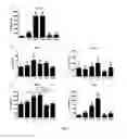 Fig. 09 - GAL-1 variants having immuno-modulating properties and methods of using the same