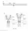 Fig. 10 - NUCLEIC ACID CONSTRUCT FOR EXPRESSING MORE THAN ONE CHIMERIC ANTIGEN RECEPTOR