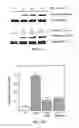 Fig. 02 - METHODS AND COMPOSITIONS FOR USING MHC CLASS II INVARIANT CHAIN POLYPEPTIDES AS A RECEPTOR FOR MACROPHAGE MIGRATION INHIBITORY FACTOR