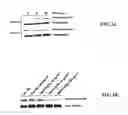 Fig. 10 - METHODS AND COMPOSITIONS FOR USING MHC CLASS II INVARIANT CHAIN POLYPEPTIDES AS A RECEPTOR FOR MACROPHAGE MIGRATION INHIBITORY FACTOR