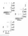 Fig. 02 - Anti-MCAM antibodies and associated methods of use