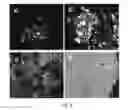 Fig. 09 - Biodegradable side chain liquid crystal elastomers: smart responsive scaffolds (SRS) for tissue regeneration