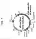 Fig. 02 - Methods of generating oligodendrocytes and cell populations comprising same