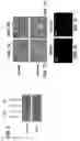 Fig. 07 - Methods of generating oligodendrocytes and cell populations comprising same