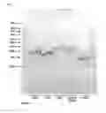 Fig. 02 - Methods and products for transfection