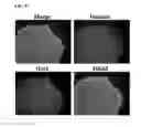 Fig. 09 - Methods and products for transfection