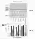 Fig. 43 - Targeted RNA knockdown and knockout by type III-A Csm complexes